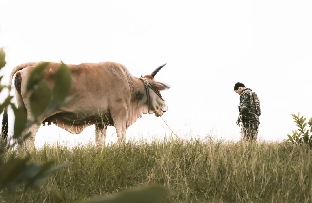 這不是我的牛-圖片
